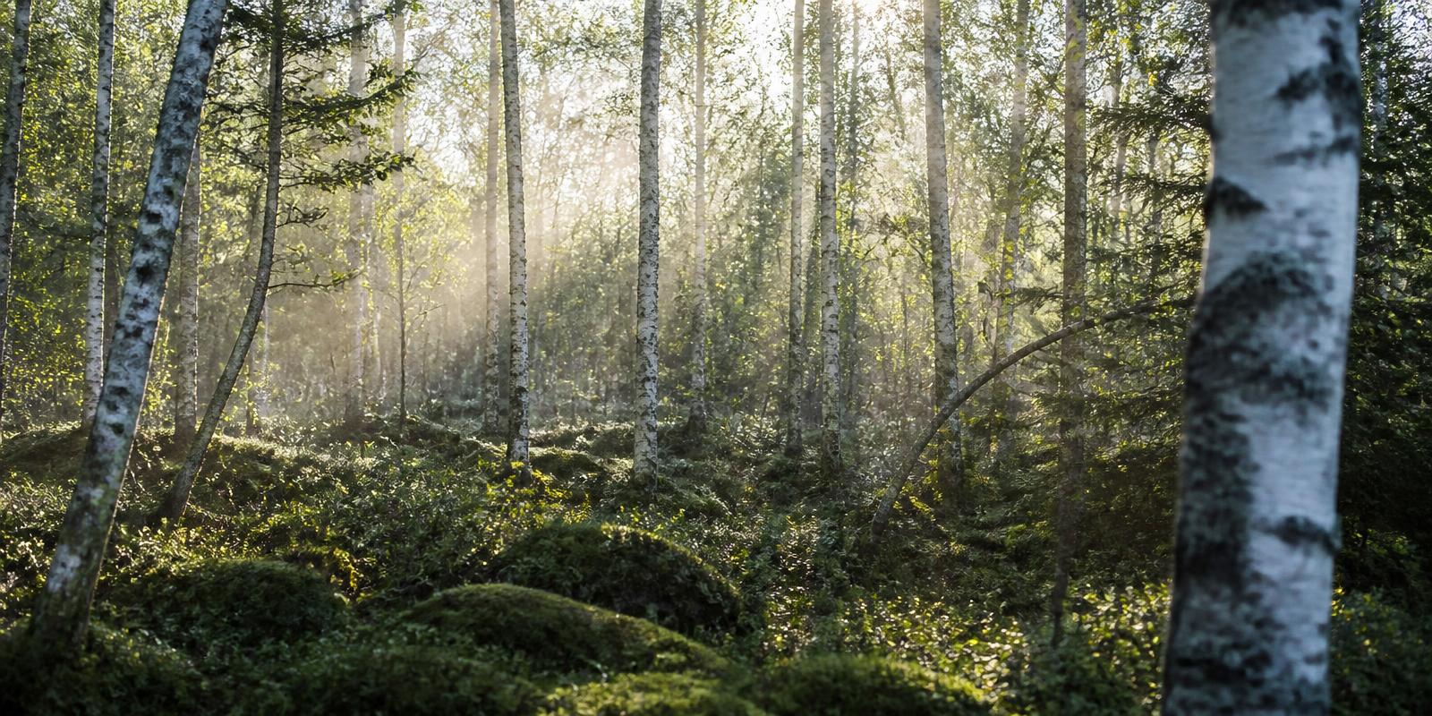 Sunlight falling through a Nordic birch forest